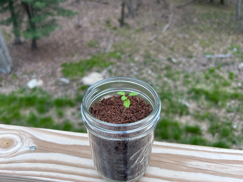 Plant, Pray, Grow Kit